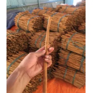 Stick Cassia