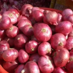 Big Red Onion