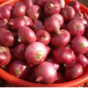 Nashik Onion