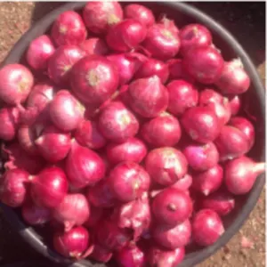 Bombay Onion