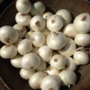 Fresh Small White Onion