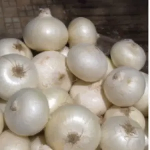 Indian White Onion