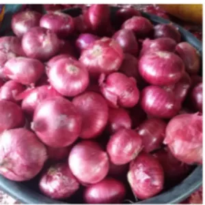 Indian Red Onion