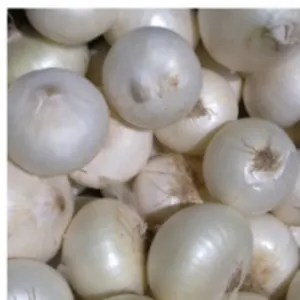 Fresh Indian White Onion