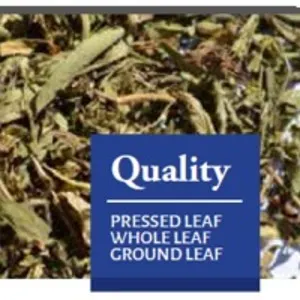 Stevia Leaf