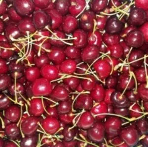 Fresh Cherries