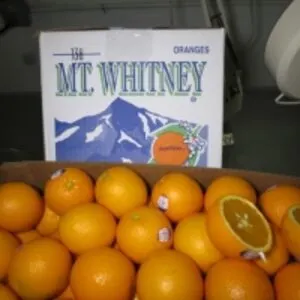 Fresh Citrus