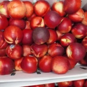 Fresh Peaches, Nectarines & Plums