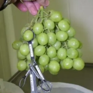 Fresh Grapes