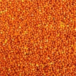 Red Millets