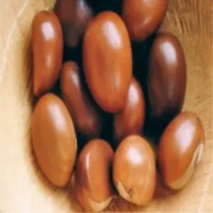 Shea Nut