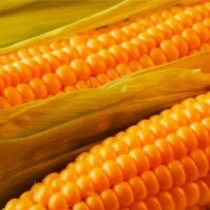 Yellow Corn Gmo