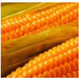 Yellow Corn