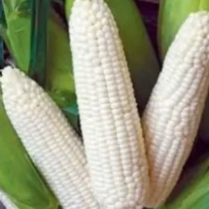 White Corn
