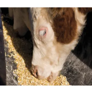 Maize (Corn) Cattle Feed