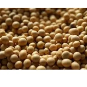 Brazilian Soybean