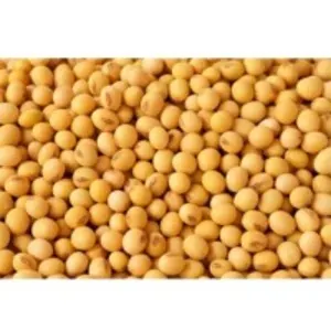 Soybean