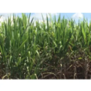 Sugar Cane