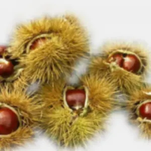 Chestnuts