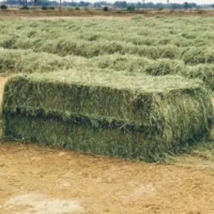 Alfalfa Hay