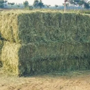 Rhodes Grass