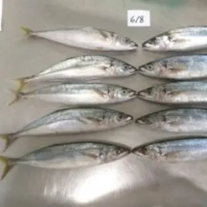 Frozen Round Scad
