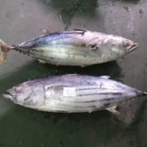 Frozen Skipjack Tuna