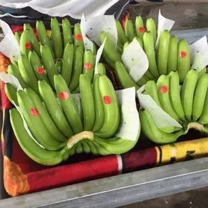 Fresh Banana