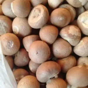 Betel Nuts