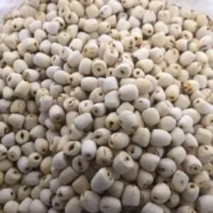 Lotus Seeds