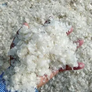 Dried Fish Scale