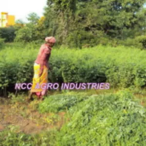 Natural Indigo Leaves