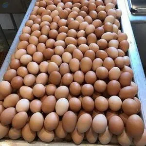 Fresh Chicken Eggs