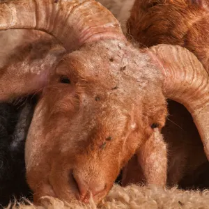 Fat Tail Awassi Sheep for sale by Ganados Ruigan SL