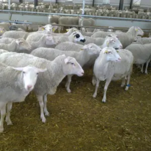 Merino, Assaf, Dorper, Romanov Sheep and Lambs