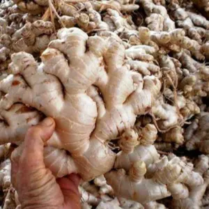 FRESH GINGER