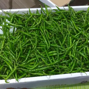 Green Chili by WorldWide Eximp