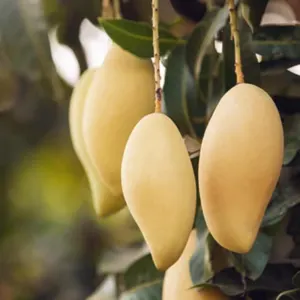 Nam Dok Mai Si Thong (Golden) Mango - Image 3