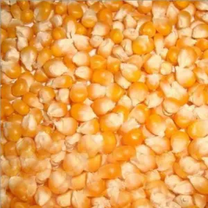 Yellow Corn Maize by Aalamin Exim