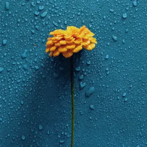 Fresh Blossoming Flowers