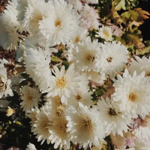 Fresh Blossoming Flowers - Image 2