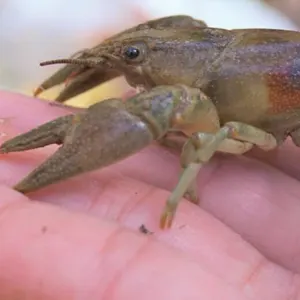 Crayfish