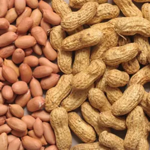 Groundnut