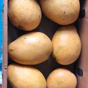 Fresh Mangoes - Image 3