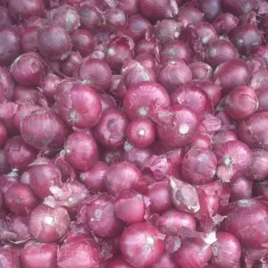 Red Onion - Image 2