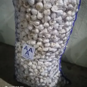 Garlic - Image 2