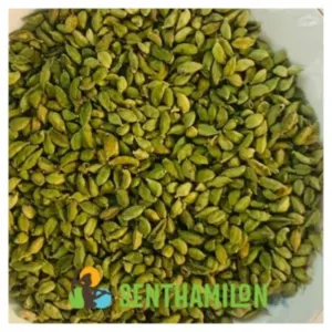 Green Cardamom (5.5-6.5mm) (6.5-7.5mm) (7.5-8mm) - Image 2