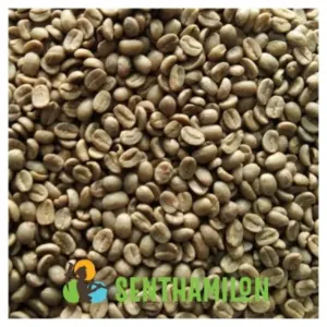 Coffee Bean (Green - Roasted)