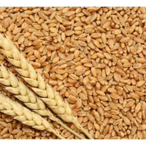 Wheat by Agro Teelakhedi Kisaan Farmer Producer Company LTD