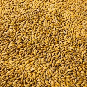 ANIMAL FEED BARLEY